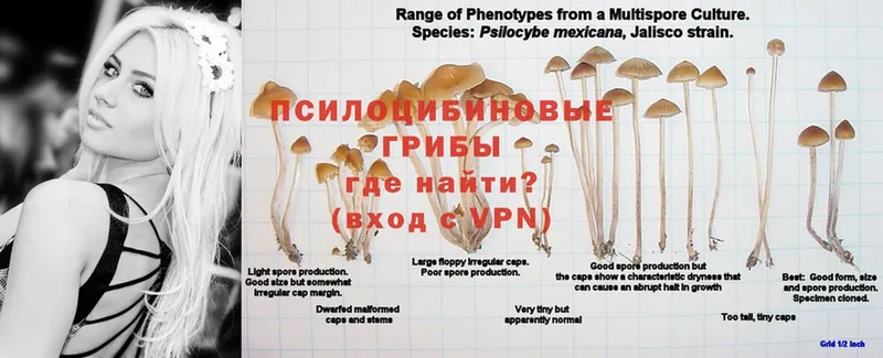 Псилоцибиновые грибы Magic Shrooms Трубчевск